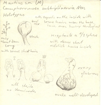 Vorschaubild Camphoromoea subtriplinervia Nees